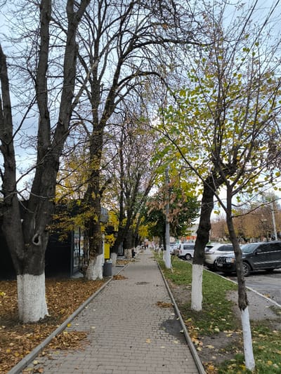 The image depicts a pedestrian sidewalk and a parallel street in Illintsi, Ukraine, during daylight under an overcast sky, characteristic of late autumn or early winter.
On the left, a paved sidewalk, constructed from interlocking grey concrete pavers, extends into the distance. It is bordered by a row of mature deciduous trees with largely bare, dark branches, though some retain sparse clusters of yellow and greenish-yellow leaves. The lower trunks of these trees are painted white. Fallen dry leaves (predominantly yellow and brown) are scattered across the sidewalk and on the unpaved ground directly beneath the trees. Behind these trees, a dark-colored building with large glass windows and some yellow signage is partially visible.
To the right of the sidewalk, a narrow strip of green grass, also interspersed with fallen leaves, separates the pedestrian path from a paved road or parking area. A second row of trees, younger and smaller than those on the left, also with whitewashed lower trunks and some remaining green/yellow foliage, stands on this grassy strip. Beyond these trees, a line of parked vehicles, including several SUVs and sedans, are visible along the street, facing parallel to the sidewalk.
In the mid-distance along the sidewalk, several indistinct human figures can be observed walking. Further in the background, more urban structures and trees are visible beneath the light grey, cloudy sky.