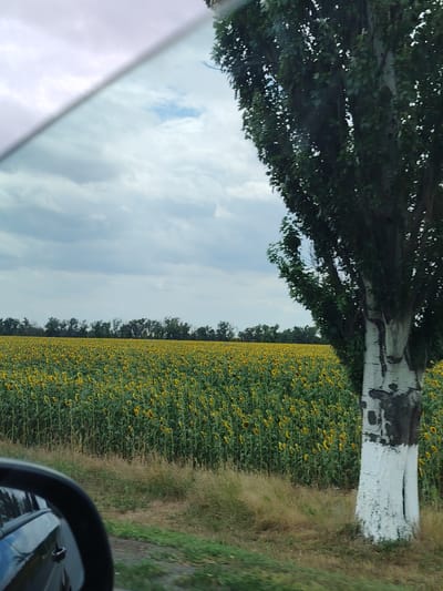 The image depicts a vast field of sunflowers stretching towards a treeline under a cloudy sky. The foreground features a portion of a car's side mirror on the left, reflecting the vehicle. To the right, a tree with a white-painted lower trunk stands prominently. The scene appears to be a rural landscape in or near Zernovoi, Russia.