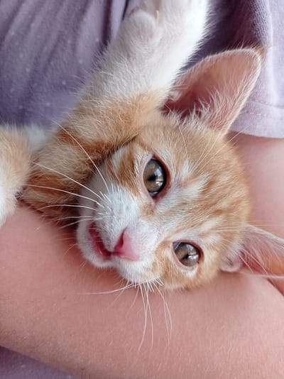 The image is a close-up, eye-level shot of an orange tabby kitten being held in someone's arms. The kitten's head is tilted and facing the camera, with its eyes wide open and looking slightly to the left. The kitten has bright green eyes with reflections of light visible. Its mouth is slightly open, revealing a pink tongue and gums. The kitten's fur is a mixture of orange and white, with distinct tabby markings on its head and around its eyes. Its whiskers are long and white, fanning out from its muzzle. The person's arm, on which the kitten is resting, is visible in the lower half of the image. The person is wearing a light purple t-shirt, which is also visible in the upper part of the frame. The background is out of focus, suggesting a shallow depth of field. The lighting appears to be natural and comes from the left side of the frame, creating soft shadows. There is no visible indication of the specific location being Uglekamensk, Russia, or any urban environment. The scene appears to be domestic or intimate.