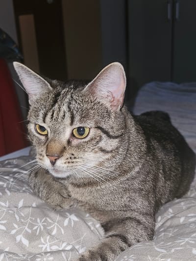 The media file is a close-up, slightly angled photograph of a tabby cat. The cat's head is tilted, and it is looking directly at the camera with its bright yellow eyes. Its fur is a mix of gray, black, and brown tabby markings. The cat's whiskers are prominent and white.
The cat is lying on a light-colored, patterned fabric, possibly a blanket or bedding, with a delicate floral design. To the left of the cat, the background is dark and out of focus, suggesting an indoor setting. There appears to be a dark piece of furniture or wall in the background, with some lighter horizontal lines that could indicate drawers or shelves. The lighting suggests it might be daytime, though indoor lighting conditions are not definitively clear.
The image captures a moment of the cat's attention. Its gaze is direct and engaging, potentially conveying curiosity or a moment of alertness. No people are visible in the frame. There is no visible text in the image. The setting appears to be domestic and comfortable. Given the provided location context of Koszalin, Poland, this domestic scene is likely taking place within a home in that area.
