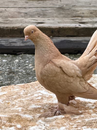 The image shows a close-up, vertically oriented view of a light brown pigeon. The pigeon is positioned on a rough, textured surface that appears to be stone or concrete, with patches of lighter and darker shades. Part of the pigeon's body, including its wings and tail feathers, are visible, along with its head and neck. The pigeon's head is lowered, and its eye is visible, appearing dark with a lighter iris. The beak is short and pinkish. The pigeon's feathers are fluffy and have a slightly ruffled appearance.

In the background, there are elements of a setting. To the left of the pigeon, there is a wooden surface composed of vertical planks, showing a weathered and somewhat grayed texture. Adjacent to the wood, and behind the pigeon, is a darker, possibly gray or black, vertical element. The lighting suggests it might be daytime, with natural light illuminating the scene. There are no people or discernible text in the image. The overall impression is of a bird in an outdoor or semi-outdoor environment, possibly in a natural or urban setting given the combination of wood, stone, and potentially a dark man-made structure. The image is static, capturing a moment in time without any apparent action.