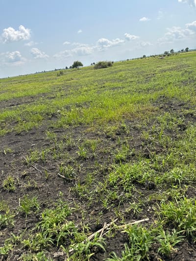 The image depicts an agricultural field under a partly cloudy sky, with the horizon line indicating a gently sloping terrain. The field is predominantly covered with sparse, young green vegetation emerging from dark, tilled soil. Scattered patches of the soil appear bare. In the mid-ground and background, the field continues to slope upwards, with more dense green vegetation and a few scattered trees and shrubs visible in the distance. The sky is a light blue with scattered white cumulus clouds. The scene suggests a rural or agricultural setting. Based on the provided information, this scene is located in Lau, Nigeria.