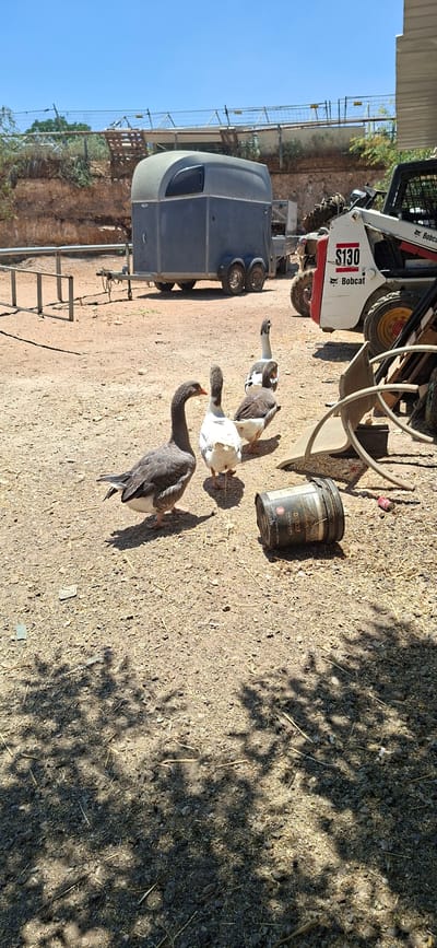 An outdoor, eye-level, full shot captures four geese in a yard on a sunny day. The goose in the foreground is facing left and is grey with white wingtips. Behind it, a goose with grey and white plumage faces away from the camera. Two more geese, one predominantly white with grey markings and the other mostly grey and white, stand together facing left. A dark, cylindrical object lies on the ground to the right of the geese. In the background, a blue horse trailer is parked in front of a Bobcat loader with "S130 Bobcat" visible on its side. A fence and a dirt embankment are visible behind the trailer. The ground is covered in dirt and straw.