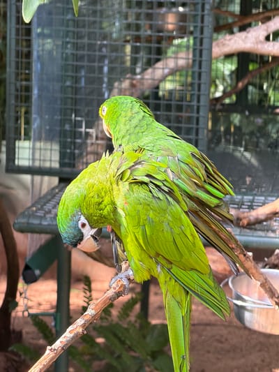 Two bright green parrots are perched on a thin, rough branch. The parrot in the foreground is facing downwards, with its head tilted to its right, revealing a blueish-green patch around its eyes and black markings near its beak. Its body is a vibrant green, and some of its wing feathers are dark gray. The second parrot is mostly obscured by the first, but it appears to be positioned above and to the left, also facing downwards. Its back and wings are a lighter, more yellow-green, with some darker feathers showing.
The setting appears to be an outdoor aviary or enclosure. Behind the parrots, a dark green metal mesh fence is visible, suggesting a contained environment. Further back, there are hints of trees and foliage, with dappled sunlight suggesting it is daytime and likely fair weather. The ground or base of the enclosure appears to be made of dirt or sand, with some out-of-focus greenery in the background. One of the parrots has a band on its leg, which is silver and textured. The overall scene is natural and captures the birds in a relaxed posture.