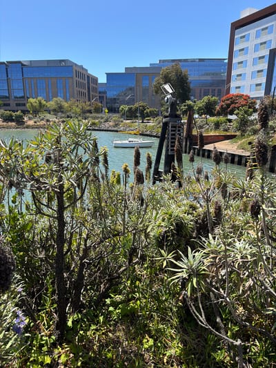 The image shows a bright, sunny day with a clear blue sky. The scene is an outdoor waterfront area with modern buildings and lush greenery in the foreground and middle ground. A body of water, possibly a bay or canal, is visible, reflecting the sky and surrounding structures. A white boat with a mast is anchored on the water.
The foreground is dominated by dense, dry-looking vegetation with tall, spiky flower stalks. Some of the plants appear to be silver-green with clusters of dark, dried seed heads. The overall impression of the vegetation is that it is somewhat unkempt or naturalized, contrasting with the orderly architecture in the background.
Behind the vegetation and water, a row of contemporary buildings rises. These buildings are multi-story structures with large glass windows and clean architectural lines, suggesting an urban or commercial setting. One building has a sign that appears to read "DOCUSIGN". The buildings are nestled amidst some trees, some of which have vibrant orange-red foliage, adding a splash of color to the scene.
The perspective is from a slightly elevated position, looking down and across the water and buildings. The lighting indicates it is daytime, likely mid-morning or afternoon, given the strong sunlight and clear shadows. The overall mood is serene and perhaps a bit tranquil, despite the presence of the urban development. The location appears to be a developed waterfront area in South San Francisco, USA, characterized by a blend of natural landscaping and modern architecture.