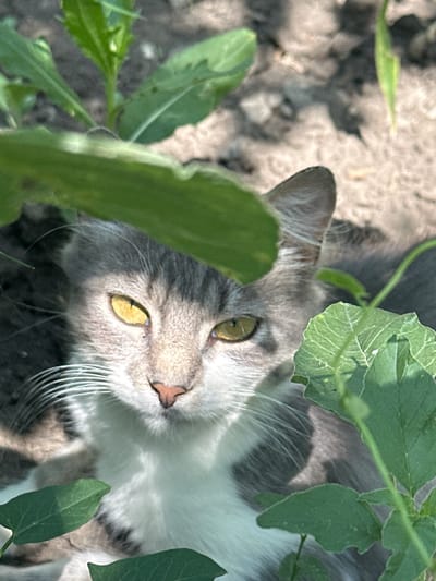 A close-up, eye-level shot captures a grey and white cat partially hidden by green leaves in Hîrbovăț, Moldova. The cat, with striking yellow eyes, looks directly at the camera. Its face is illuminated by sunlight, creating a shadow pattern across its fur. The background consists of loose soil, with more foliage visible on the right side of the frame. The scene appears to be outdoors, likely in a garden or natural area.
