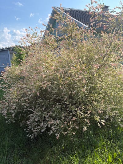 The image depicts a sunlit outdoor scene with a variegated shrub or small tree in the foreground, featuring delicate green and pinkish-white leaves and branches. Behind the shrub, a light blue, two-story house with a dark grey, corrugated metal roof is visible, along with a smaller grey structure to the left. The environment appears to be a residential area with green grass and trees in the background. The sky is blue with scattered white clouds. The overall impression is one of a peaceful, rural setting. The location, Бараўскі сельскі Савет, Belarus, suggests a village or rural council area.