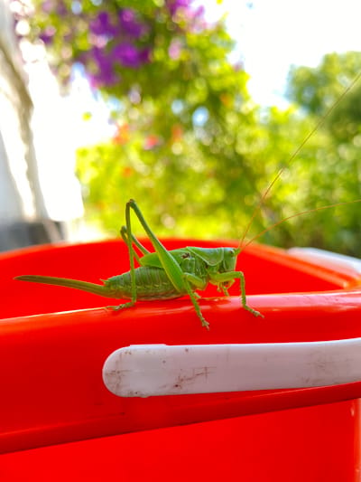 A bright green katydid is the primary subject of this close-up, outdoor shot. It is positioned vertically, clinging to the side of a bright orange, textured surface that appears to be part of a piece of outdoor furniture, possibly a chair. The katydid's body is segmented and its long, thin legs are spread out, gripping the surface. Its antennae are long and delicate, extending forward.

Behind the katydid, the background is blurred and out of focus, suggesting a shallow depth of field. The background consists of soft, bokeh circles of green, yellow, and purple, indicating foliage and flowers. This suggests the setting is a garden or natural environment on a sunny day. The bright lighting and bokeh effect create a cheerful and vibrant atmosphere. The orange surface the katydid is on has a white, cylindrical protrusion running vertically beside it, which also has some dirt or scuff marks on it.

No people are visible in the image, and no text is present. The focus is entirely on the insect and its immediate surroundings. The image evokes a sense of close observation of nature. The time of day appears to be daytime, likely midday or early afternoon, given the bright lighting.