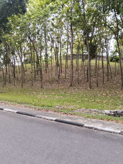 This image depicts a road in Palohgadeng, Indonesia, adjacent to a grassy incline covered with fallen leaves and numerous slender trees. The trees form a dense grove on the slope, with their trunks varying in thickness and spaced closely together. The ground beneath the trees is carpeted with dry, brown leaves, indicating it might be a drier season or that the leaves have recently fallen. A low concrete curb, painted with alternating black and white bands, separates the paved road from the grassy verge. Beyond the trees, a gray concrete wall is visible, suggesting a boundary or separation from another area. The overall scene conveys a natural, somewhat unkempt environment bordering a man-made structure and road.