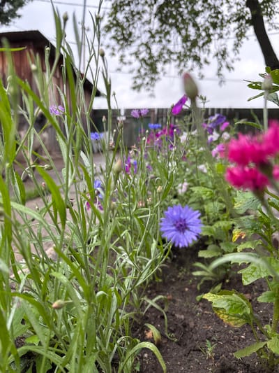In the city of Gonja, Russia, a low-angle, medium shot captures a garden bed filled with various flowers and foliage. In the foreground, tall, slender green stalks and leaves dominate the left side of the frame, obscuring much of the background. Amongst these, a single vibrant purple cornflower stands out. To the right and further back, a patch of bright magenta flowers is visible, out of focus. Interspersed throughout the garden are other flowers in shades of purple and blue, some in bloom and others as buds. The soil beneath the plants appears dark and damp. In the background, a rustic wooden structure, possibly a shed or fence, is partially visible, along with the blurred outline of a tree and its branches against a cloudy sky. The overall impression is of a natural, somewhat overgrown garden setting.