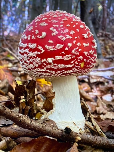A close-up, eye-level shot captures a fly agaric mushroom (Amanita muscaria) in a forest environment. The mushroom's distinctive bright red cap is covered in white flecks, and it sits atop a thick, white stem. The mushroom is surrounded by a carpet of fallen brown leaves and twigs, with a blurred background of trees and foliage suggesting a natural woodland setting. The lighting is diffused, indicative of natural daylight filtering through a canopy. The image appears to be a photograph taken in a forest.