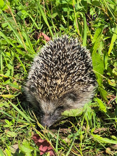 The image is an overhead shot of a hedgehog curled into a ball in a patch of green grass and weeds. The hedgehog's spines are clearly visible, appearing black and white. The background is lush green foliage with some dry leaves and a hint of purple flowers. The lighting suggests a sunny day. No specific location in the city of Sarst, Russia can be determined from the image alone.