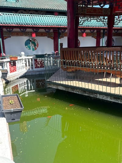 The image displays an outdoor scene featuring a traditional East Asian-style building next to a vibrant green pond under bright sunlight. The building, prominent on the left, showcases intricate architecture with a multi-tiered roof covered in distinctive teal-green ridged tiles. Its structure is supported by dark red pillars and beams, which are richly decorated with gold, blue, and purple patterns. White wall panels between the pillars feature large circular murals, one resembling a traditional fan with a serene landscape scene in greens and blues. Small red lanterns hang from the eaves.
A dark green metal railing with a wooden top bar separates the building's patio area from the pond, which dominates the right side of the frame. Below the railing, a white stone balustrade with ornate carvings is also visible, partially reflected in the water. The pond's water is a murky green, indicating algae growth, and several small orange fish can be seen swimming within it. The water's surface also reflects the railing, architectural elements of the building, and the bright sky, creating distorted patterns.
In the immediate foreground, along the edge of the pond, there are black square planters filled with soil and small green sprouts. The bright sunshine casts distinct shadows from the railing onto the ground, suggesting a clear day, likely mid-day or afternoon. The architectural style strongly points to an East Asian cultural theme, situated in Hainburg an der Donau, Austria. No legible text is visible in the image.