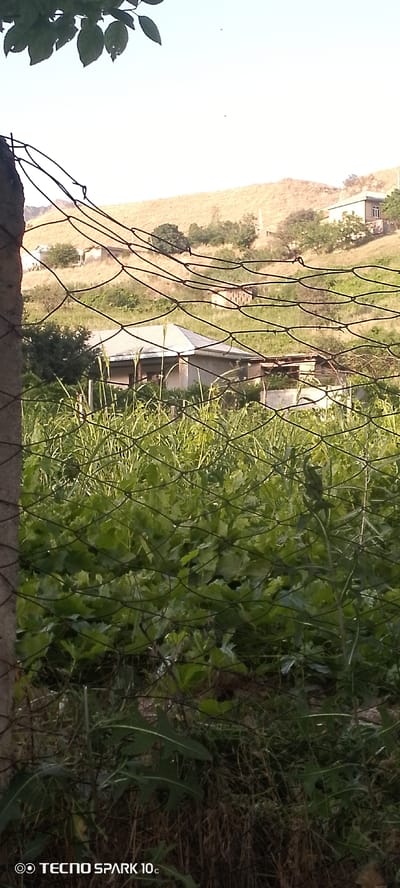 A low-angle, medium shot captures a rural scene through a wire fence. In the foreground, a concrete pillar stands on the left, partially obscured by the fence mesh. Beyond the fence, lush green vegetation fills the middle ground, with tall grasses and broad-leafed plants. Behind the vegetation, a small, single-story house with a light-colored, peaked roof is visible. Further in the background, a dry, grassy hillside rises, dotted with sparse trees and several other structures, suggesting a small village or settlement. The sky is clear and bright, indicating daytime. The scene is consistent with the village of Qaynar MFY in Uzbekistan, a region characterized by its hilly terrain and agricultural settlements.