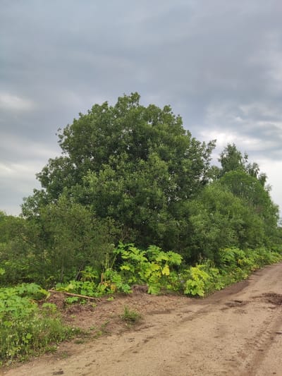 The image depicts an outdoor scene of a dirt road in Трестна, Russia. The road curves towards the right side of the frame, showing tire tracks and some debris. On the left of the road, a dense growth of lush green vegetation lines the embankment. This vegetation includes large-leafed plants, bushes, and a prominent, large deciduous tree with a full canopy of leaves, positioned centrally and towards the left. Behind these, a line of various trees extends across the background, partially obscuring the horizon. The sky above is overcast with gray, textured clouds. There are no people or animals visible in the image.