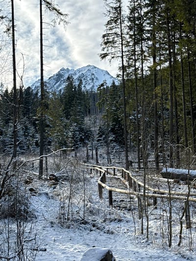 A snow-covered mountain rises against a backdrop of tall evergreen trees and cloudy sky. The forest foreground features snow-laden ground, thin bare branches, and fallen trees covered in snow. Vertical tree trunks reach skyward, framing the mountainous view. The scene suggests a winter landscape, possibly a forest or mountainside after a recent snowfall.