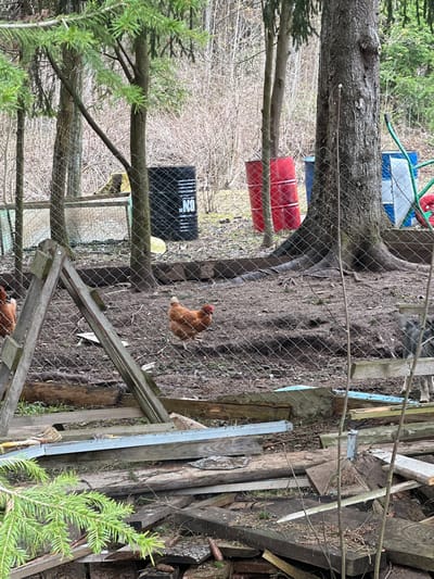 The image presents an outdoor, rural scene in Protasy, Russia, depicting a chicken run or enclosure. A chain-link fence stretches across the midground, separating the viewer from the main area. The ground within the enclosure is predominantly dirt with some natural debris.
A brown chicken with a distinct red comb is clearly visible in the midground, facing left. The head and upper body of a second brown chicken are partially visible at the bottom edge of the frame.
Various objects are distributed throughout the scene. To the left, a large tree trunk stands vertically, with branches of an evergreen tree extending into the foreground. Behind the fence, a red barrel and a partially visible blue barrel are present. A black plastic crate or container, displaying white text that includes "ON," rests on the ground. A yellow bowl is also on the dirt near the fence.
On the right side of the image, there is a substantial pile of stacked wooden planks, logs, and other assorted debris. Simple wooden structures, possibly part of a chicken coop or shelter, are integrated near the fence line. A green hose is also visible in the upper left.
The scene conveys a rustic and functional outdoor environment during daytime, under what appears to be soft, possibly overcast, lighting. No specific activity beyond the presence of the chickens in their habitat is depicted.