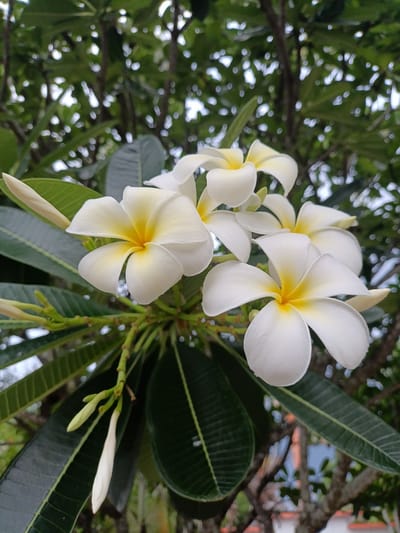 This image shows a cluster of white plumeria flowers with yellow centers, in full bloom. The flowers are lush and vibrant, with delicate petals that are slightly curled at the edges. They are supported by thick, green stems and surrounded by large, dark green leaves. In the background, out-of-focus trees with dappled sunlight suggest an outdoor setting. A few white plumeria buds are also visible, indicating the ongoing flowering season. This scene is likely from Ban Patan, Thailand, a region known for its tropical flora.