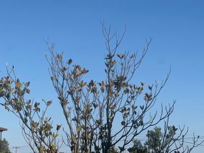 The image shows a tree with a mix of bare branches and leaves in the city of Γερακινή, Greece. Some leaves are green, while others are turning brown. The background is a clear blue sky. Electrical lines are visible in the background, as well as partial views of buildings and other greenery. A bird is also visible.