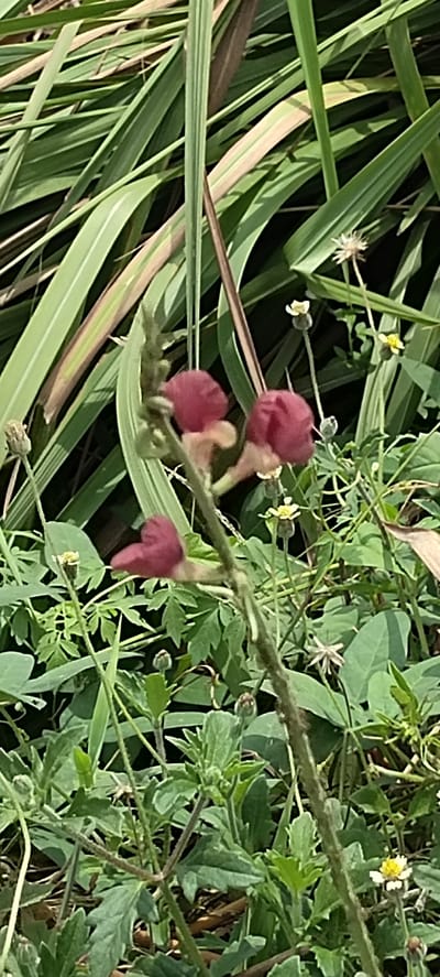 In Aluekeujruen, Indonesia, a close-up, eye-level shot captures a vertical stem with several small, dark pink, bell-shaped flowers. These flowers are clustered along the stem, with some appearing as buds. The background is filled with lush green foliage, including long, grass-like leaves and smaller, broad leaves. Several tiny white flowers with yellow centers are scattered among the greenery, adding delicate accents to the scene. The lighting suggests it is daytime, with sunlight filtering through the plants, creating subtle shadows. The overall impression is one of natural, uncultivated growth.