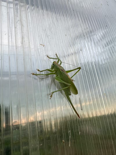 A large green grasshopper is clinging to a ridged, transparent surface, likely polycarbonate sheeting, in an outdoor environment. The grasshopper is oriented diagonally, with its head towards the top left and its long ovipositor extending towards the bottom right. Its legs are splayed out, gripping the textured surface. The background is blurred and shows a reflection of the sky and vegetation, suggesting it is late afternoon or early evening. The setting appears to be an agricultural or garden area, possibly a greenhouse or a covered patio. There is no indication of the city of Красный Ключ, Russia, in the image itself, and no people are present. The focus is entirely on the insect and its immediate surroundings on the transparent material.