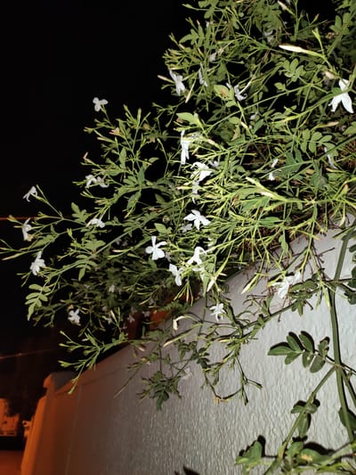 In the city of Unknown, Tunisia, a close-up, low-angle night shot captures a vibrant jasmine vine. The plant's green leaves and delicate white flowers cascade over a textured, off-white wall, casting subtle shadows. The background is a deep, dark black, indicating nighttime. The focus is sharp on the jasmine, highlighting its intricate details and the contrast between its delicate blooms and the rough texture of the wall. The image composition suggests the vine is growing along the wall, possibly in a garden or courtyard.