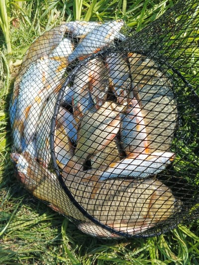 A fishing net filled with a variety of fish rests on a patch of green grass. The net is made of black mesh and is circular in shape, with a black rim. The fish inside are of different sizes and colors, with some having silver scales and others having a more golden hue. The grass is green and lush, with some blades of grass extending over the net. The scene appears to be outdoors, possibly in a park or by a body of water. There are no people visible in the image. The image is taken from a top-down perspective.
