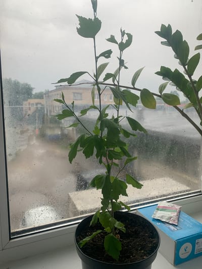 A young hibiscus plant in a black pot sits on a windowsill, with a rainy city view through the window. The plant has several green leaves, some with jagged edges, and a thin, upright stem. To the right of the hibiscus plant, a portion of another green plant with glossy, oval leaves is visible. On the windowsill next to the hibiscus plant, there is a blue box with text, and a small packet with pink and green design. The windowpane is covered in raindrops, obscuring the details of the urban landscape outside, which includes buildings and trees. The sky appears overcast. The location is identified as Ilovlya, Russia.