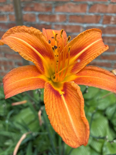 An extreme close-up photograph captures an orange daylily in bloom. The flower's petals are a vibrant orange, transitioning to yellow at the center and featuring subtle red markings near the base of each petal. The stamen, tipped with dark anthers, are visible in the flower's center. Behind the flower, a blurred background shows green foliage and a brick wall. The image is sharply focused on the flower, with the background softly out of focus. No people or animals are visible. The scene appears to be an outdoor garden setting.