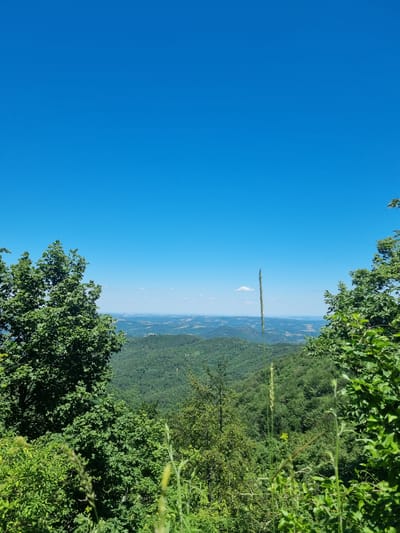 The image captures a panoramic view from a vantage point likely on a hilltop or mountain overlooking a vast, verdant landscape. The sky is a clear, vibrant blue, with a single small white cloud visible in the distance. In the foreground, lush green trees and vegetation frame the scene, with a tall stalk of grass prominently positioned in the mid-ground. The background reveals rolling hills covered in dense forests, stretching out to the horizon where a hazy, pale landscape can be seen. The overall impression is one of natural beauty and expansive rural scenery. The location is Seltse, Bulgaria.