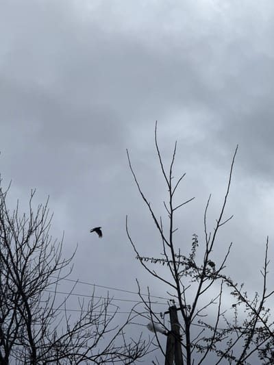 The scene depicts an outdoor environment in Solnechnyy, Russia, under an overcast, uniformly grey sky. Dark, leafless tree branches form silhouettes along the lower and lateral edges of the frame. A single dark-feathered bird, consistent with a corvid, is captured in mid-flight in the upper-left quadrant, oriented rightward. In the lower-right, a wooden utility pole with multiple electrical wires and an attached street lamp fixture is partially visible, intertwined with the bare tree branches.