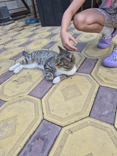 A close-up, high-angle shot shows a tabby cat lying on decorative yellow and purple pavers. The cat, with white paws and chest, is looking down and to the left. A child's arm and hand are visible on the left side of the frame, with the hand extended towards the cat. The child is wearing a light-colored t-shirt with a pattern and shorts, along with white socks and purple sandals. The pavers are arranged in a hexagonal pattern with decorative embossed designs. The scene appears to be outdoors, possibly a patio or walkway, with some greenery visible in the background. The lighting suggests it is daytime. The overall mood is calm and interactions between the child and cat are implied. No visible text.