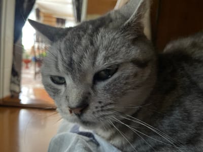 A close-up, eye-level, indoor shot shows a grey tabby cat with green eyes looking towards the camera. The cat's fur is detailed with stripes. The cat is resting on a light-colored blanket or pillow, with its head tilted slightly. In the background, there is a blurry view of an open doorway leading to an outdoor or semi-outdoor area with furniture and foliage. The flooring appears to be wood. The image was captured in the city of Askarovo, Russia.