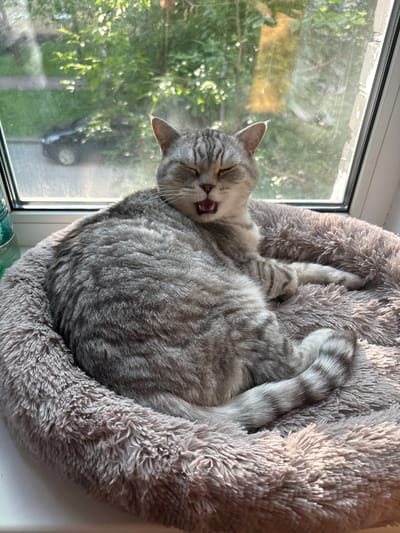 A grey tabby cat is yawning while lying on a plush bed by a window. The cat's eyes are closed, and its mouth is open, revealing its pink tongue. The cat's fur is thick and fluffy, and its tail is curled around its body. Outside the window, green trees and a car are visible. The image was taken in Pontonny, Russia.