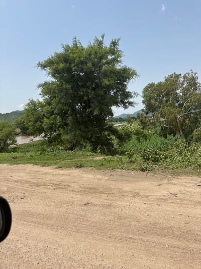 In Lankoviri, Nigeria, a dirt road leads past lush green vegetation and trees toward a wide, calm river under a clear blue sky. The foreground is dominated by the textured brown dirt road, with hints of greenery at its edge. A large, leafy tree stands prominently on the left, its branches reaching outwards. Beyond the trees, the river flows gently, reflecting the sky. Hills and more distant trees form the backdrop, under a bright, cloudless sky. The scene evokes a sense of natural tranquility and the rustic beauty of the Nigerian landscape.