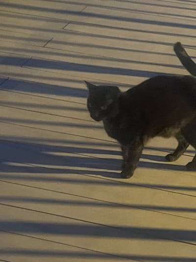 The image shows a gray cat in Puerto Rico, Spain. The cat is hanging from a vertical structure, possibly a fence or wall made of slats. The cat is positioned upside down with its head near the bottom of the frame. The background consists of vertical slats with alternating light and shadow, suggesting an outdoor setting with sunlight.