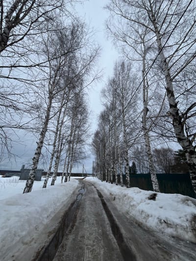 The image displays a snow-covered, unpaved road in Kalinino, Russia, under an overcast sky. The road, showing prominent vehicle ruts filled with melted snow and mud, extends into the distance. Tall, slender birch trees with bare branches line both sides of the road, forming an avenue. Accumulations of snow are visible along the road's edges. On the left, in the mid-ground, two small, dark structures with corrugated metal roofs are present, and a larger, lighter building is partially visible further in the background. Utility poles with power lines run along the left side of the road and through the tree canopy. On the right, behind a row of birch trees and snow, a dark green fence runs parallel to the road. No individuals, animals, or active subjects are present. The scene indicates a late winter or early spring environment.