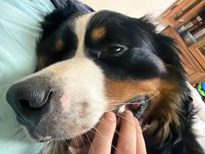 A close-up, head-on shot shows a Bernese Mountain Dog lying down, possibly on a bed covered with a light blue sheet. The dog's face is dominant in the frame, with its nose and eye clearly visible. The dog's fur is predominantly black, white, and tan, characteristic of the breed. A human hand is visible in the lower right portion of the image, gently touching the dog's muzzle and whiskers. The background is slightly blurred, showing a wooden piece of furniture and what appears to be some books or decorative items. The lighting suggests an indoor setting, possibly a bedroom or living area. The location is identified as Chornaya, Russia.
