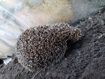 In Аснежыцкі сельскі Савет, Belarus, a hedgehog is curled into a ball on dark soil. Its spines, a mix of brown and white, are raised in defense. The background is divided between a translucent, textured surface on the left, possibly plastic sheeting, and the rough texture of the soil on the right. A small white object, possibly debris, is visible on the soil in the lower left portion of the frame.