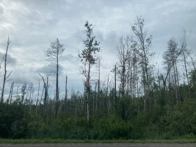 The image shows a desolate landscape with many dead or dying trees interspersed with green foliage and undergrowth. The trees are mostly tall and slender, with bare branches reaching towards a cloudy sky. The ground is covered in dense vegetation, including tall grasses and shrubs. The scene suggests a recently burned or otherwise damaged forest, with some new growth emerging. A dirt road or path runs along the bottom of the image. The overall impression is one of a wild, untouched natural environment that has experienced some form of destruction or natural disaster.