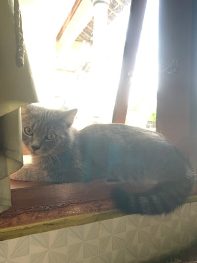 A grey cat with green eyes rests on a wooden ledge. The cat is partially obscured by a light green curtain on the left side of the frame. The background shows a window with bright sunlight streaming through. The wooden ledge has some wear and tear. Below the ledge is a tiled wall with a geometric pattern. The environment suggests an indoor setting, possibly a home or a building in Jajag, Indonesia, given the natural light and common architectural elements.