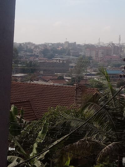 A hazy cityscape merges with close-up foliage. In the background, buildings are stacked densely, partially obscured by smog. Power lines stretch across the scene. To the right, large palm fronds and banana leaves dominate the foreground. The roof of a building, covered in red tiles, is also visible.