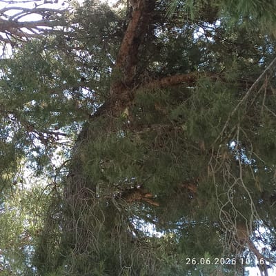 The image shows a view looking up through the branches of a pine tree. The dense green needles of the pine contrast with the sky visible through gaps in the foliage. Some thicker branches and the trunk of the tree are also visible, with rough, textured bark. The scene is bathed in natural light, suggesting daytime, and the sky appears bright. There are no people or specific objects visible, only the natural elements of the tree and sky.
A timestamp is visible in the upper right portion of the image, oriented vertically: "26.06.2026 16:26". This indicates the date and time the photograph was taken. The location context provided is Terlizzi, Italy, which is consistent with the appearance of a pine tree in a Mediterranean climate. The overall impression is one of a peaceful, natural setting.