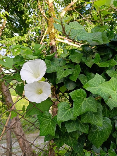 Two white trumpet-shaped flowers bloom on a vine, their petals unfurling against a backdrop of lush green ivy leaves. The vine is entwined with a rusty metal chain-link fence. Beyond the fence, the blurred image of trees and dappled sunlight suggests an outdoor setting, possibly in a garden or park. The location is identified as Yuada-Gulrypsh, Abkhazia. There are no people or animals visible in the image.