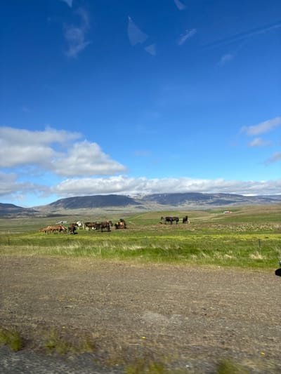 This image depicts a pastoral landscape in Breiðabolsstaðir, Iceland. The foreground is a dirt road with sparse vegetation. Beyond the road, a vast green field stretches out, dotted with yellow wildflowers. In the middle ground, a herd of approximately 15 horses is grazing and standing in the field. Some of the horses are brown, while others are dark brown or black. They are spread out in small groups. In the background, rolling hills rise, with some of them showing patches of snow near their peaks. A small red building is visible on the right side of the frame, in the distance. The sky is a vibrant blue with scattered white clouds. The overall scene is one of natural beauty and tranquility in the Icelandic countryside.