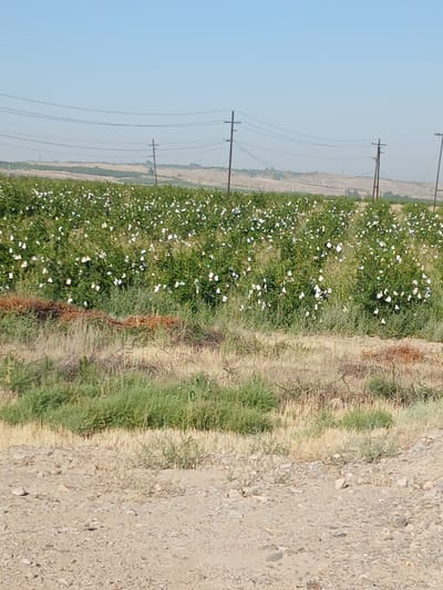 The image depicts an agricultural field in May, Uzbekistan, under a clear blue sky. The field is densely planted with green bushes, many of which are adorned with small white tags or flowers. The terrain appears dry and somewhat arid, with patches of dry grass and soil in the foreground. In the background, rolling hills are visible, and a line of utility poles with wires stretches across the landscape. The scene suggests a rural agricultural setting, possibly a plantation or farm, with evidence of human intervention through the tagging of plants. There are no people visible in the image.
