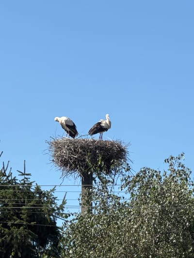 In Mamaivtsi, Ukraine, two storks are perched on a large, messy nest atop a pole. The nest is constructed from sticks and other natural materials. The stork on the left is facing downwards, with its head tucked. The stork on the right is facing forward, with its head held high. Both storks are predominantly white and black. The sky is a clear, bright blue, with no clouds visible. The nest and pole are surrounded by green trees and foliage, and several power lines run horizontally across the lower portion of the image. The overall scene depicts a natural habitat with signs of human infrastructure.