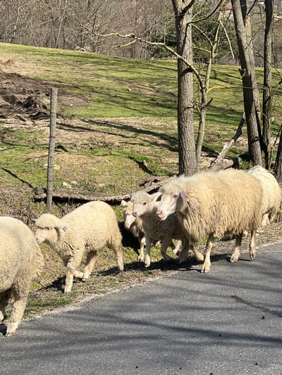 The scene depicts a rural area in Byal Izvor, Bulgaria, on a clear, sunny day. Six light-colored sheep with thick wool are observed walking from left to right across the lower portion of the frame. They are partially on a dark gray paved road and partially on the adjacent dirt and green grass verge. One sheep on the mid-left exhibits a small blue tag on its left ear. The background features a sloping hillside covered with patches of green and brown grass, along with numerous deciduous trees displaying bare branches, suggesting late winter or early spring conditions. A wooden fence post with barbed wire is visible on the far left. Distinct shadows from the trees and sheep are cast onto the ground and road, indicating direct sunlight. Small dark pellets are scattered on the paved surface in the foreground.