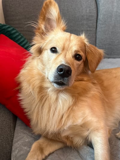 An indoor scene depicts a golden-furred dog lying on a gray upholstered sofa. The dog, with dark eyes and a black nose, is positioned centrally, facing the camera with its head slightly tilted to the right. Its left ear is erect, while its right ear is partially folded back. A portion of its lower teeth or gum is visible. To the left of the dog, a vibrant red pillow is visible, partially obscuring a dark green fabric object behind it. The background consists of a gray sofa backrest. No people are present. The specific location within Iława, Poland, cannot be determined from the provided visual information; it is a domestic interior.