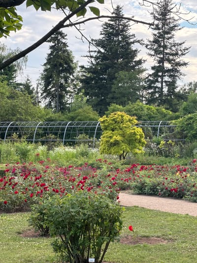The image depicts a lush garden with a prominent rose garden in the foreground, featuring numerous red roses in full bloom. A gravel path winds through the garden, bordered by manicured green bushes and grass dotted with small white flowers. In the middle ground, a vibrant, small tree with bright yellow-green foliage stands out amidst a variety of other green shrubs and plants. Beyond this, a large, arched structure made of metal tubing stretches across the width of the scene, likely a greenhouse or support for climbing plants, with more foliage visible behind it. The background is dominated by tall evergreen trees that form a dense forest, reaching towards a cloudy sky. The scene appears to be set in the Rosarium in Hattersheim, Germany, given the abundance of roses and the established garden landscape. There are no people visible in the image, and no specific actions or interactions are taking place.